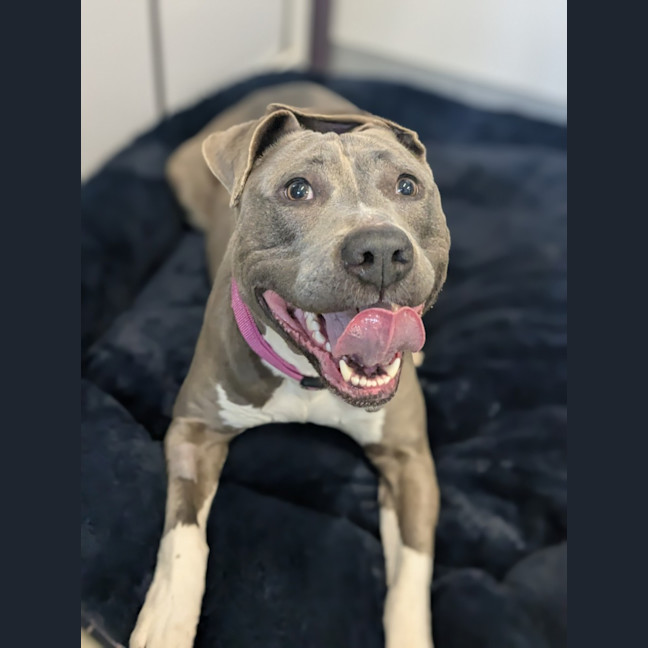 Photo of 🍇 Lyra 6376 🍇