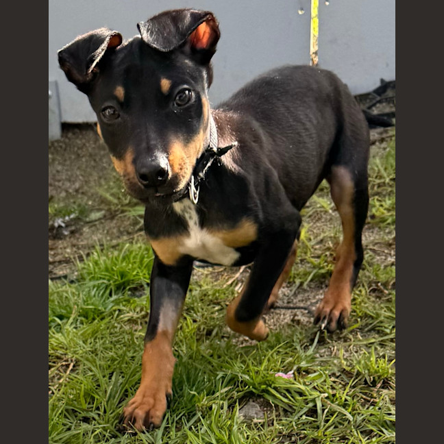 Photo of Roxy