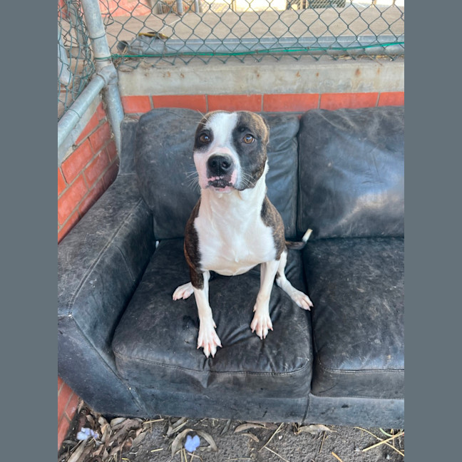 Photo of Stella