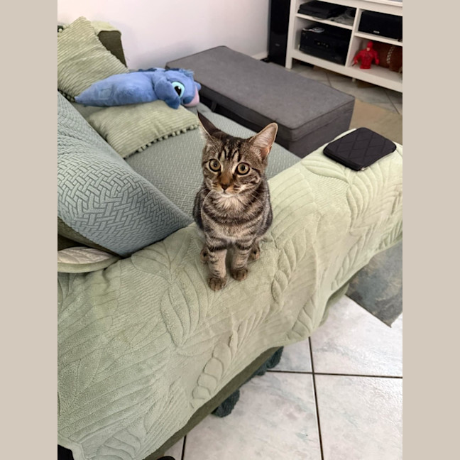 Photo of Miso