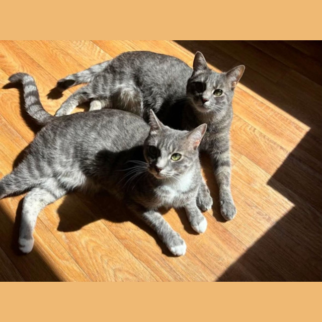 Photo of Rocky & Apollo
