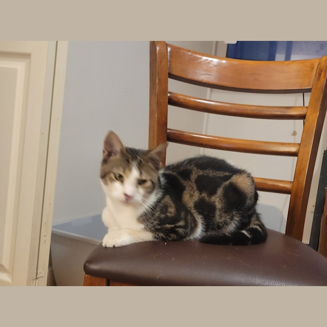 Photo of Oreo