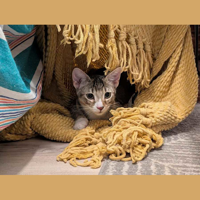 Photo of Blossom   In Foster Care In Glenroy