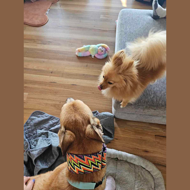 Photo of Ollie, The Greyhound