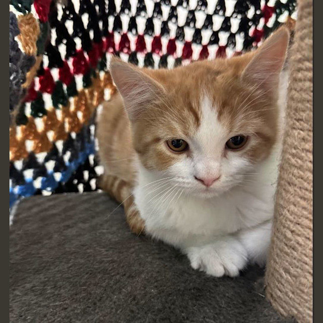 Photo of Bijan The Yellow Dumbo Octopus
