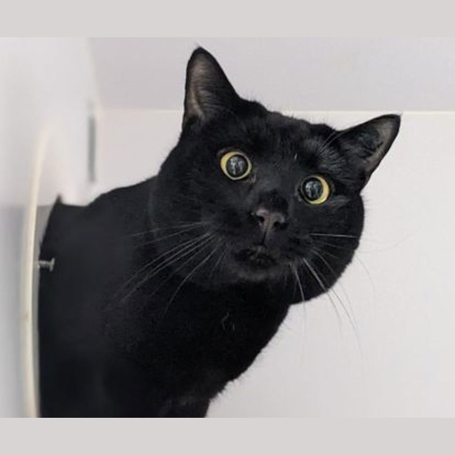 Photo of Mittens