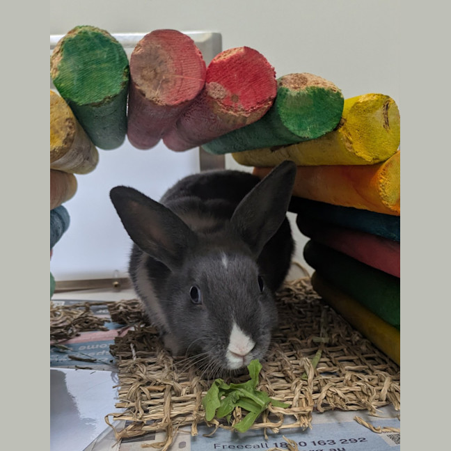 Photo of Muffin