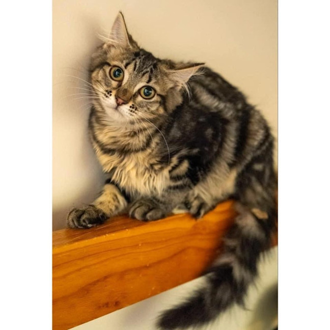 Photo of 10752   Charlee