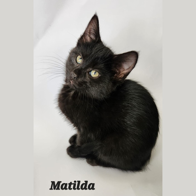 Photo of Matilda