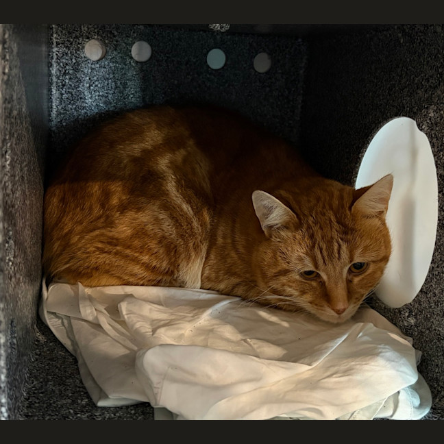 Photo of Garfield
