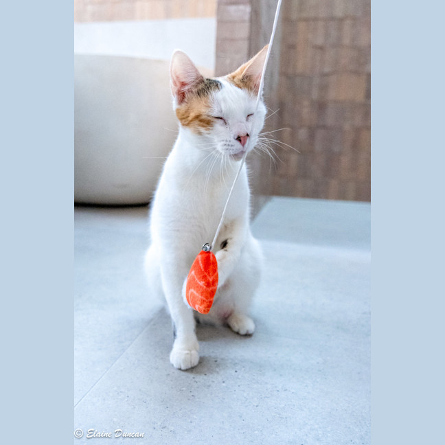 Photo of Pancake