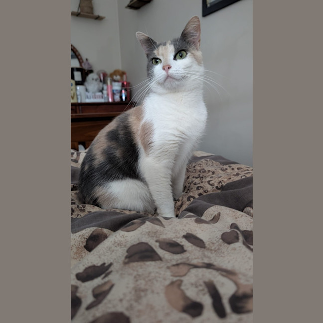 Photo of Pumpkin Nikki