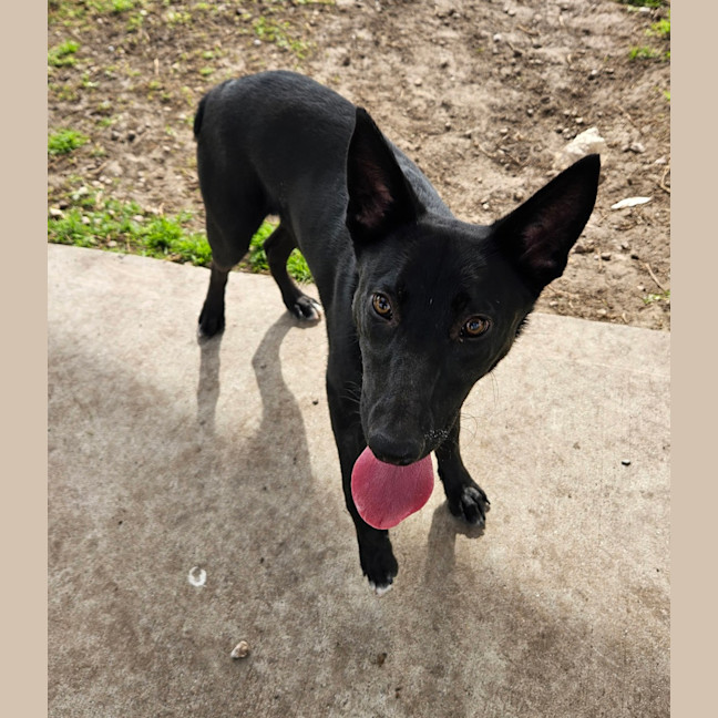 Photo of Rex