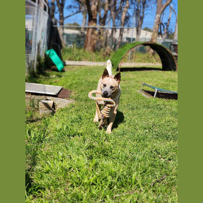 Photo of 🥏 Benji 5550 🥏