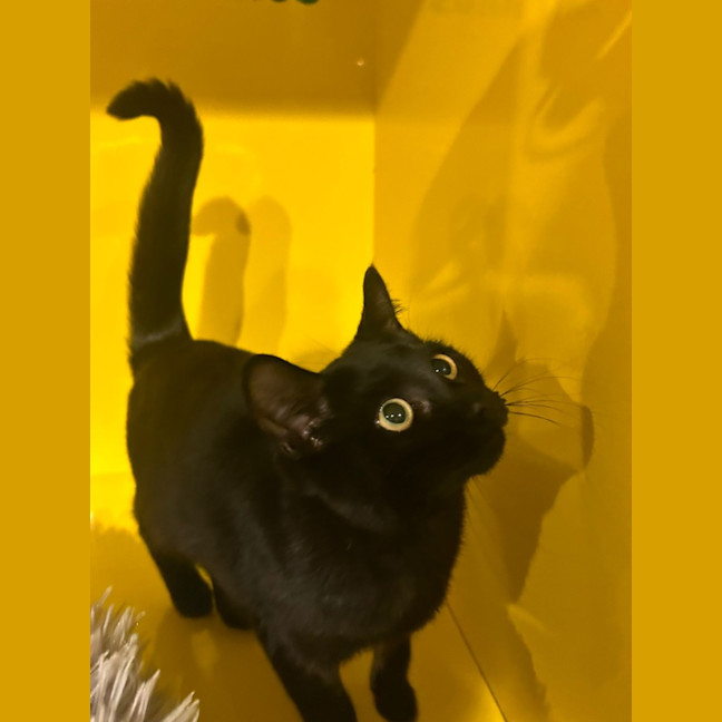 Photo of Binkus Mc Stinkus
