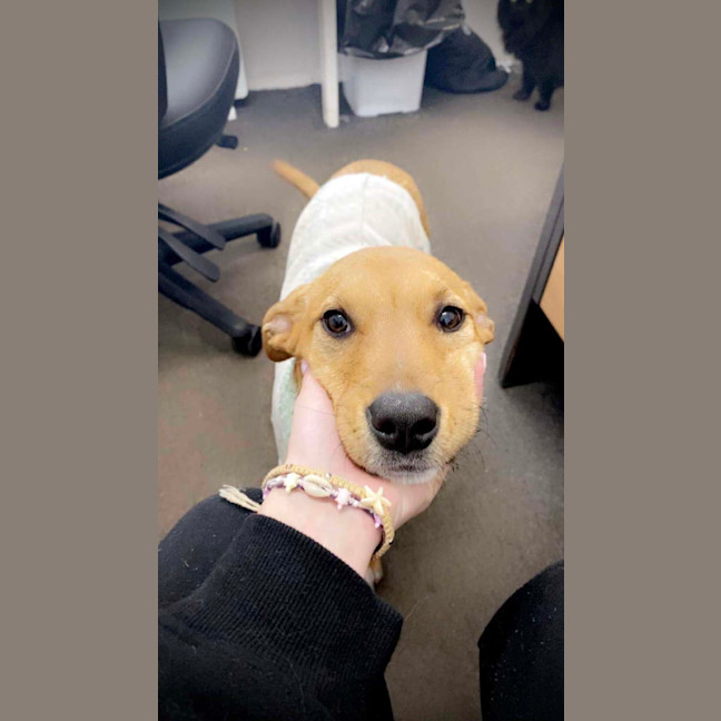 Photo of Comet