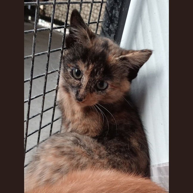 Photo of Toffee