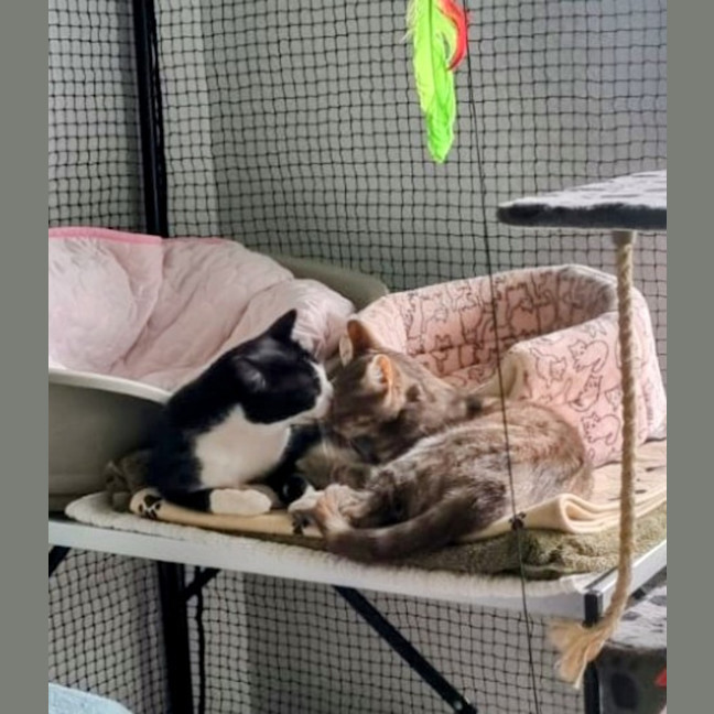 Photo of Romeo And Ella Bonded Pair 