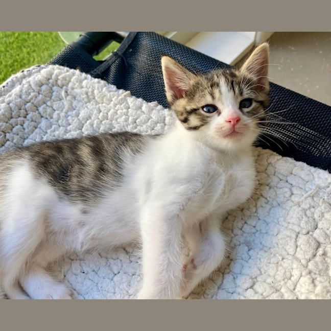 Photo of C1389 Rosemary