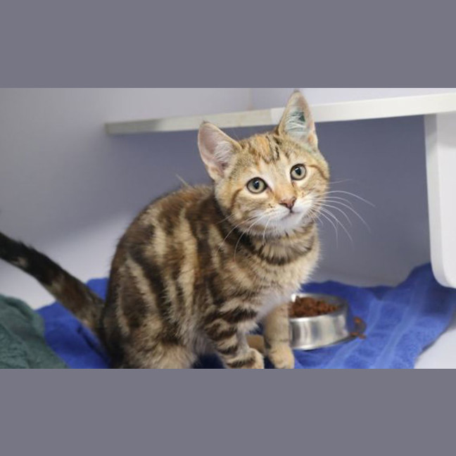 Photo of Tilly