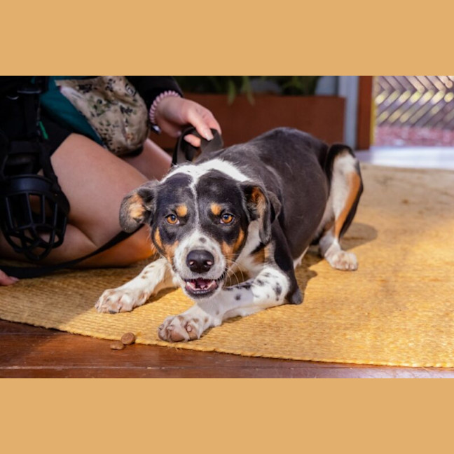 Photo of Eclair