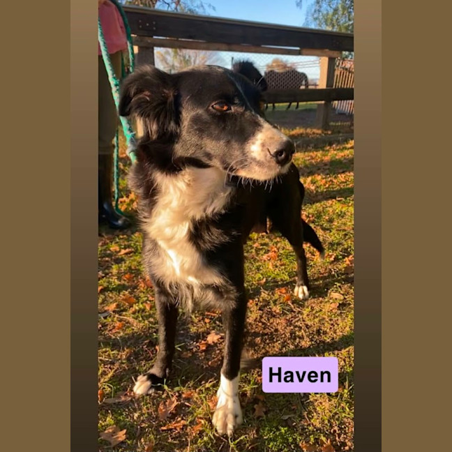 Photo of Haven ~ 2yo Border Collie