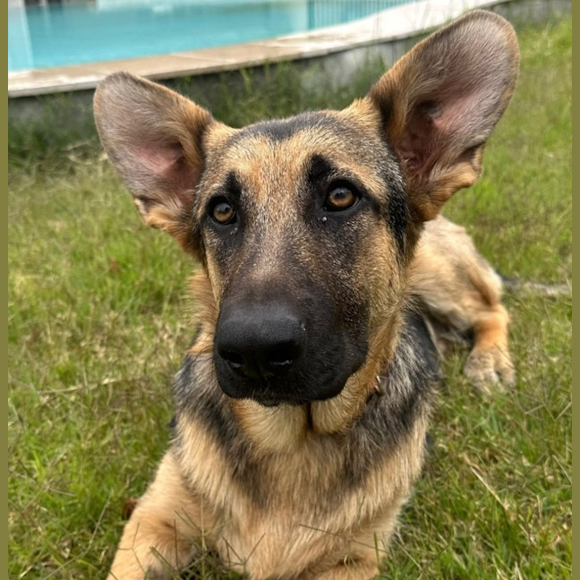 Photo of Gidget
