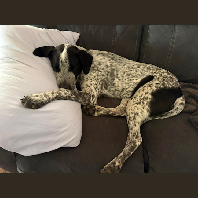 Photo of Buckley 
