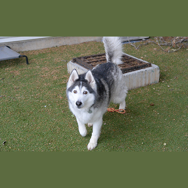 Photo of Maverick