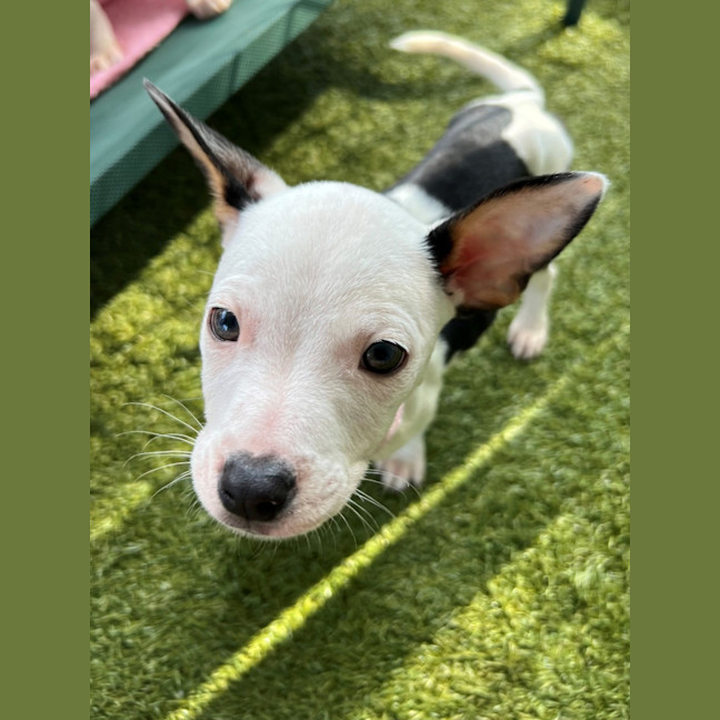 Photo of D1142 Minty