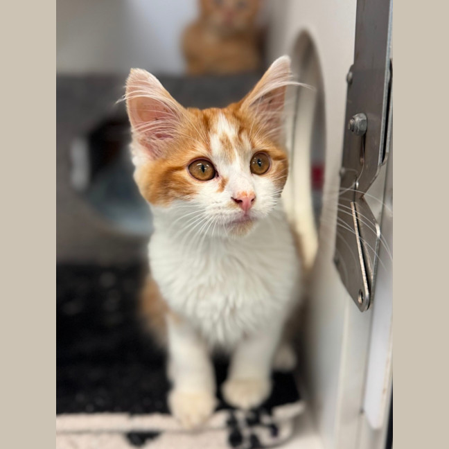 Photo of Scout