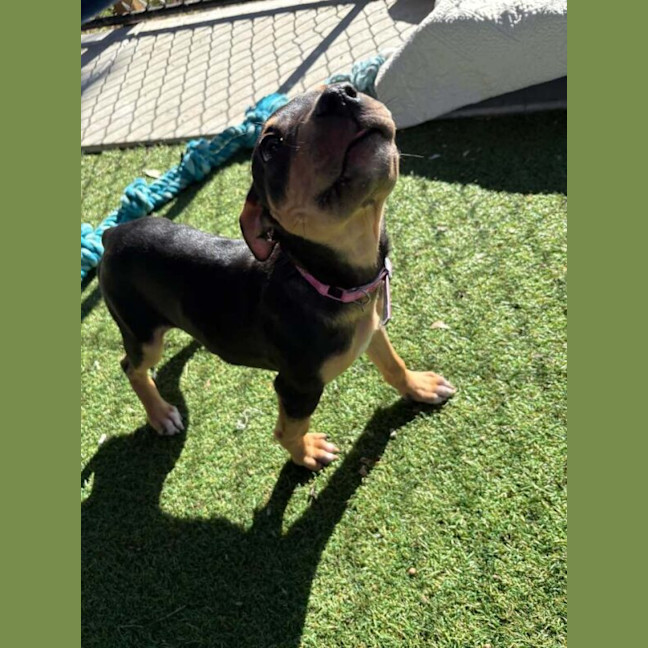 Photo of Daisy