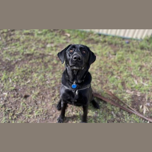Photo of Luna