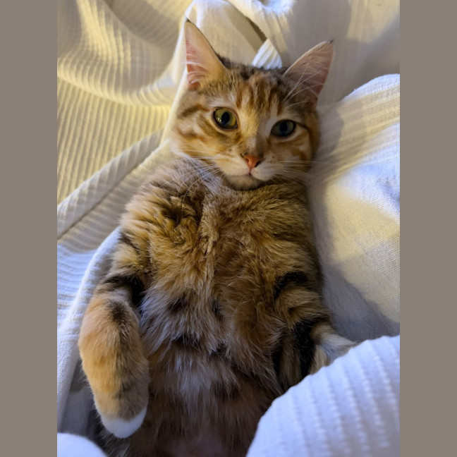 Photo of Honey
