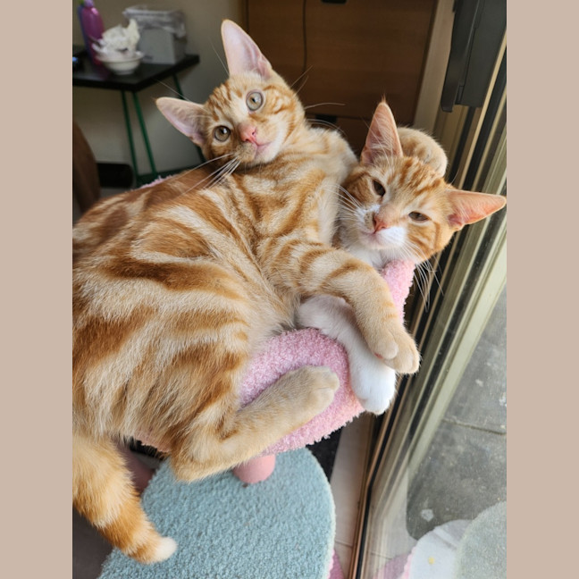 Photo of Baron Marmalade