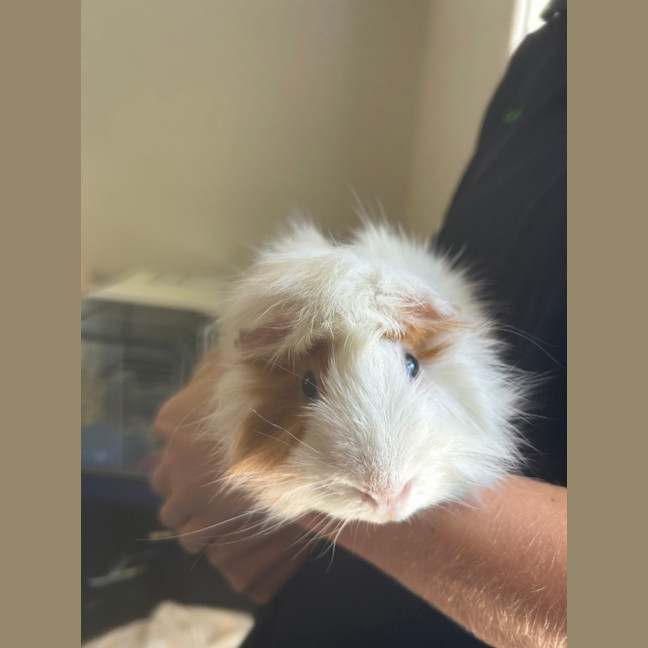 Photo of Spotty