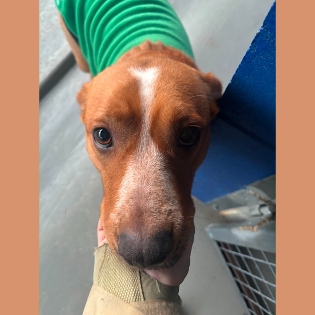 Photo of Phoebe   4 Year Old Cattle Dog X