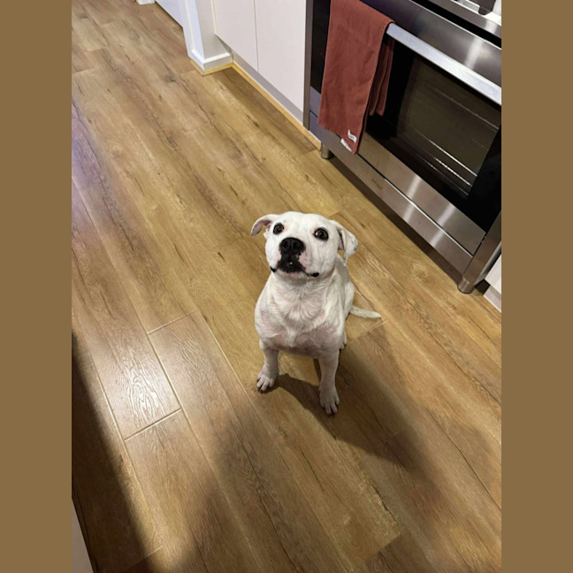 Photo of Cupcake