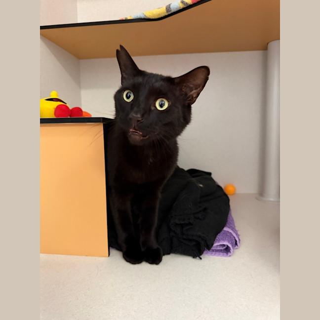 Photo of Shadow 