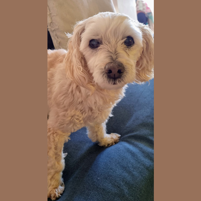 Photo of Maisey 