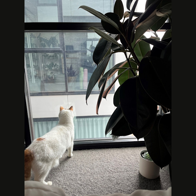 Photo of Bella   Located In Windsor