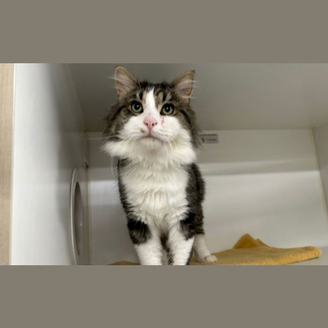 Photo of Merlin