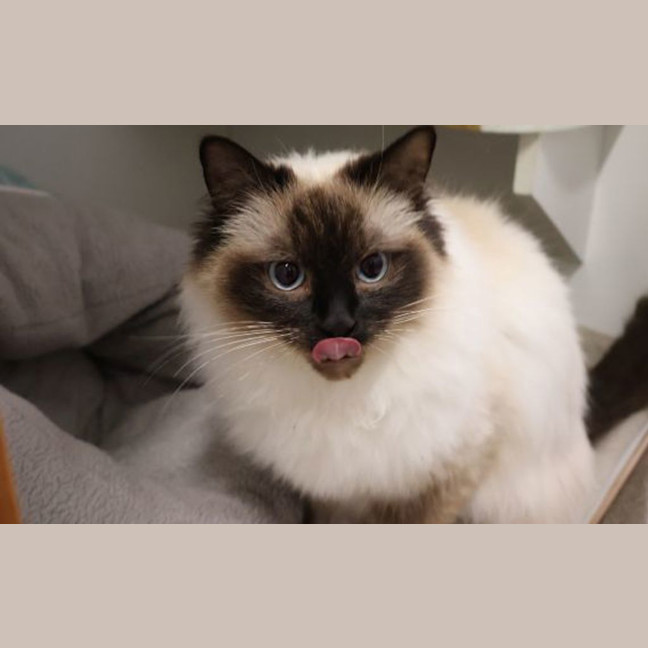 Photo of Layla