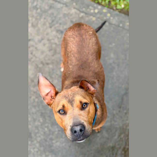 Photo of Pixie 