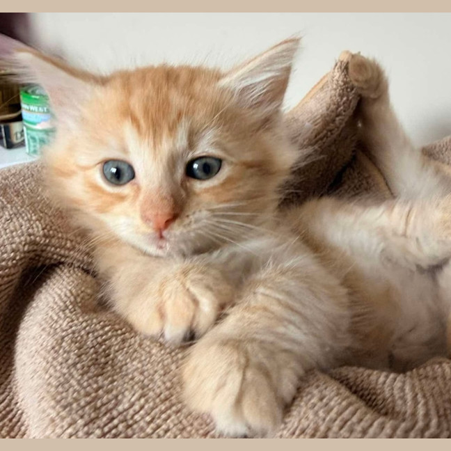 Photo of Bear & Scout 