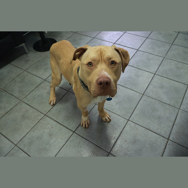 Photo of Tyson