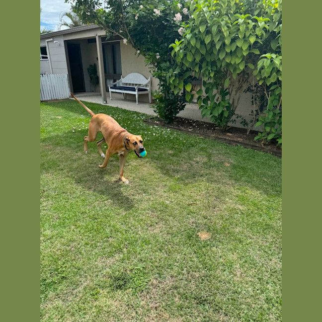 Photo of Magnum *$350 Adoption Fee*