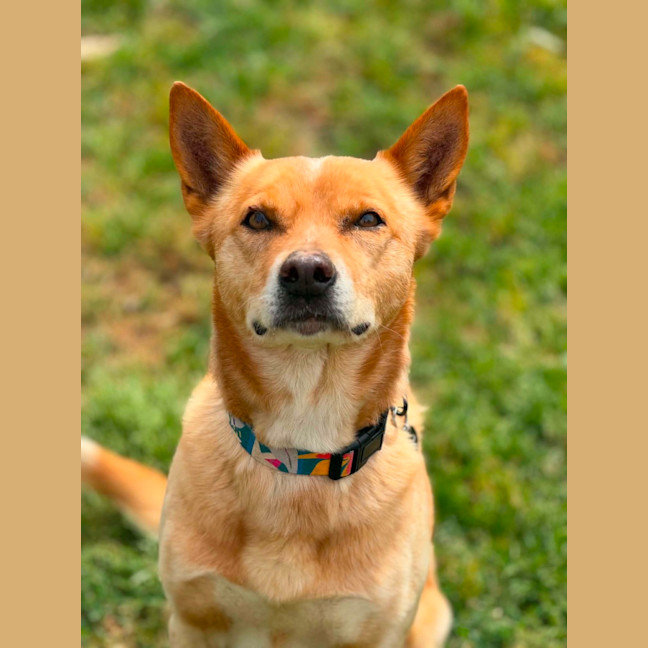 Photo of Nacho