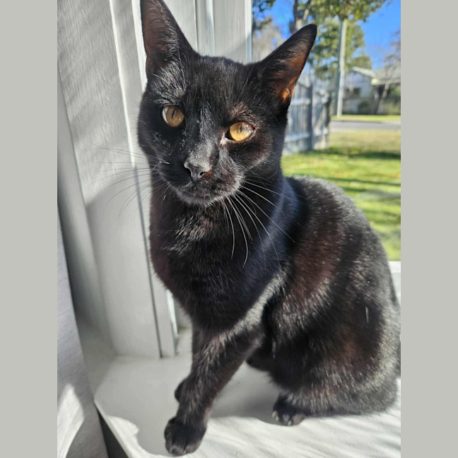 Photo of Sirius ❤️