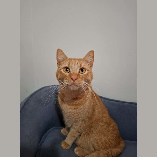 Photo of Alfie